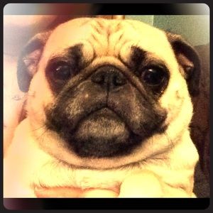 Meet your Posher, Louisa